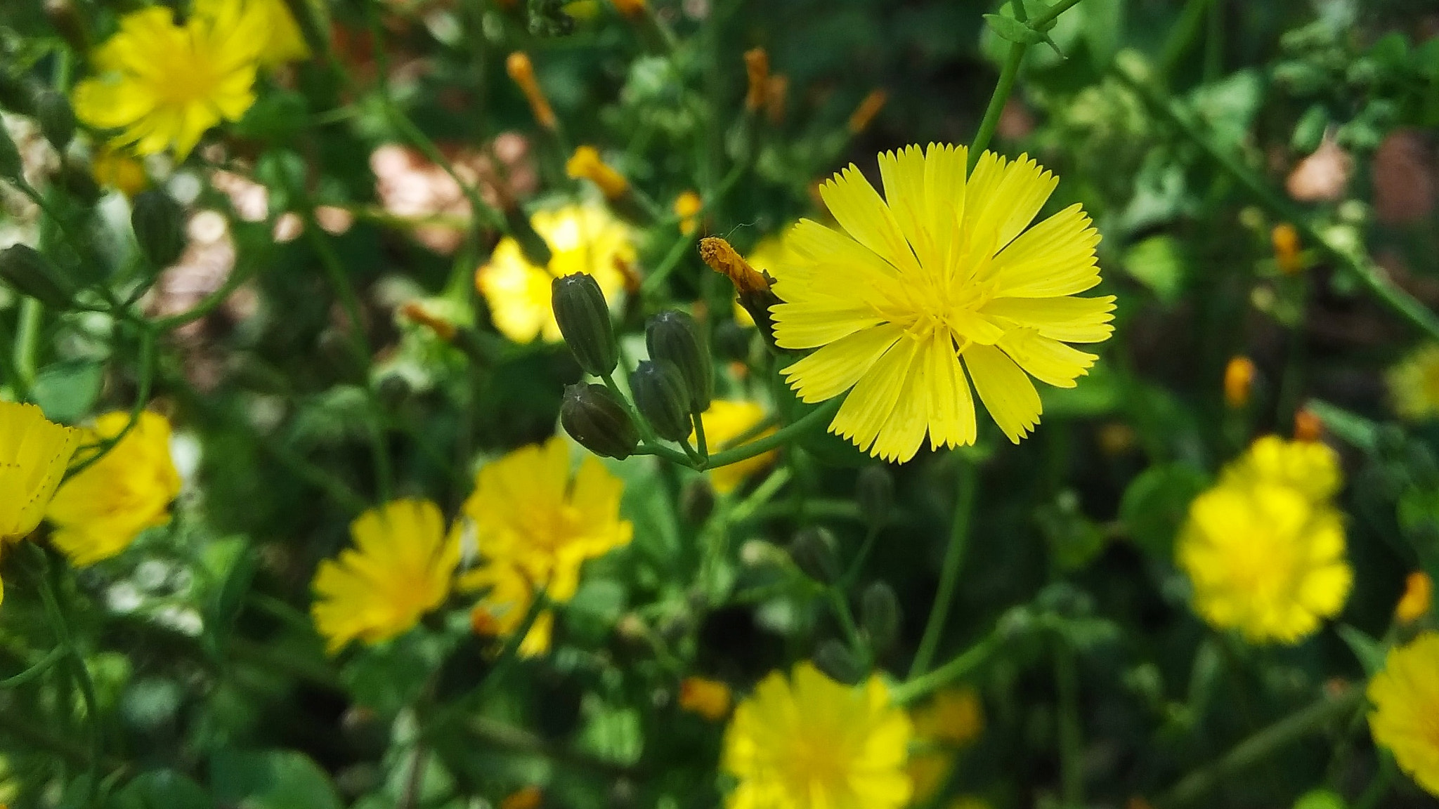 Xiaomi Redmi Note 4X sample photo. Wildflower photography