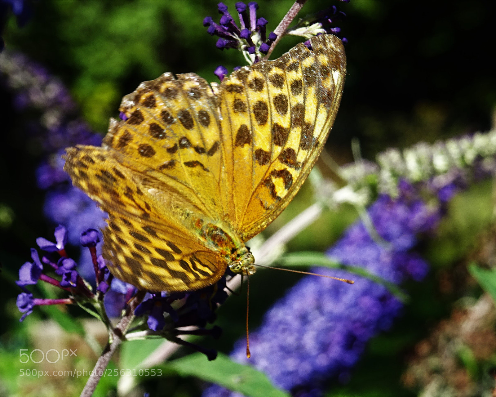Sony DSC-HX60 sample photo. Butterfly photography