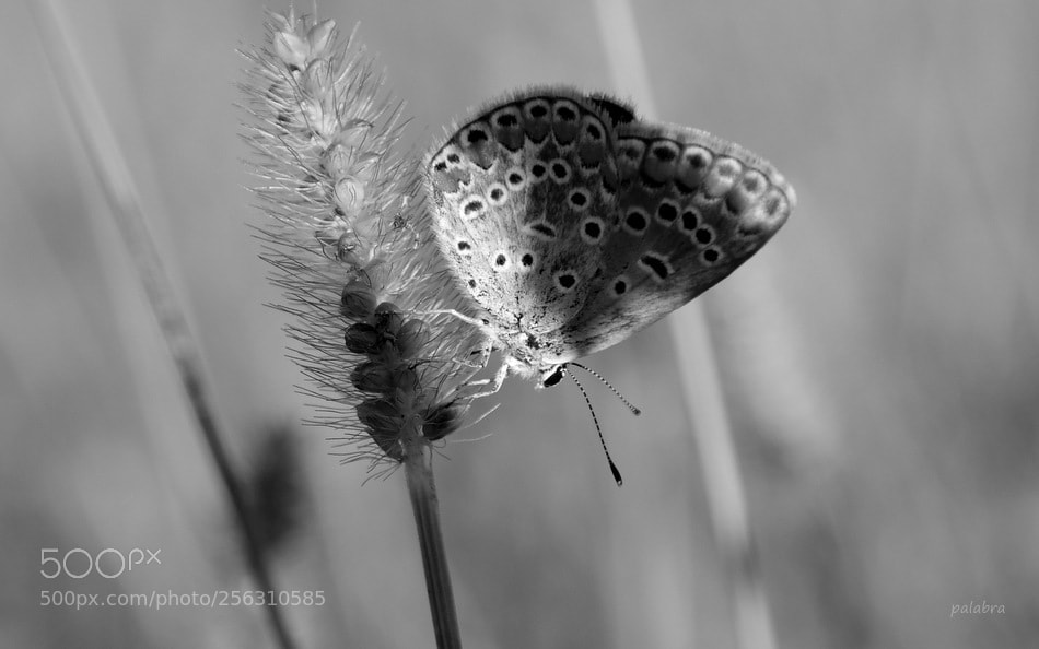 Samsung NX300 sample photo. ... photography