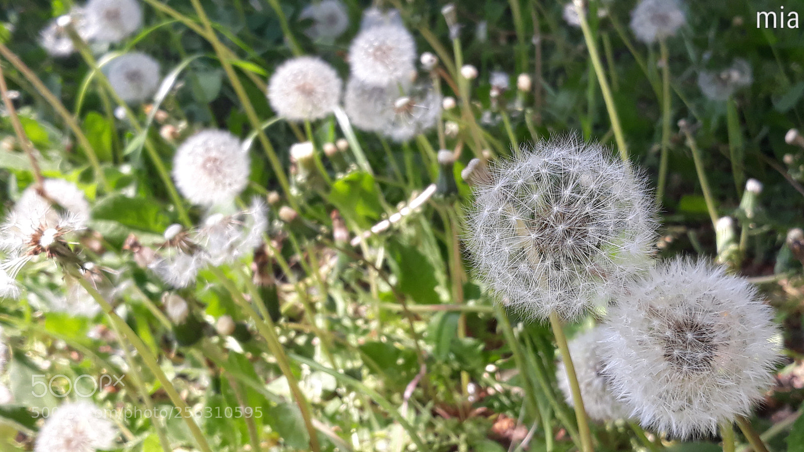 Samsung Galaxy J7 sample photo. Bloww! photography