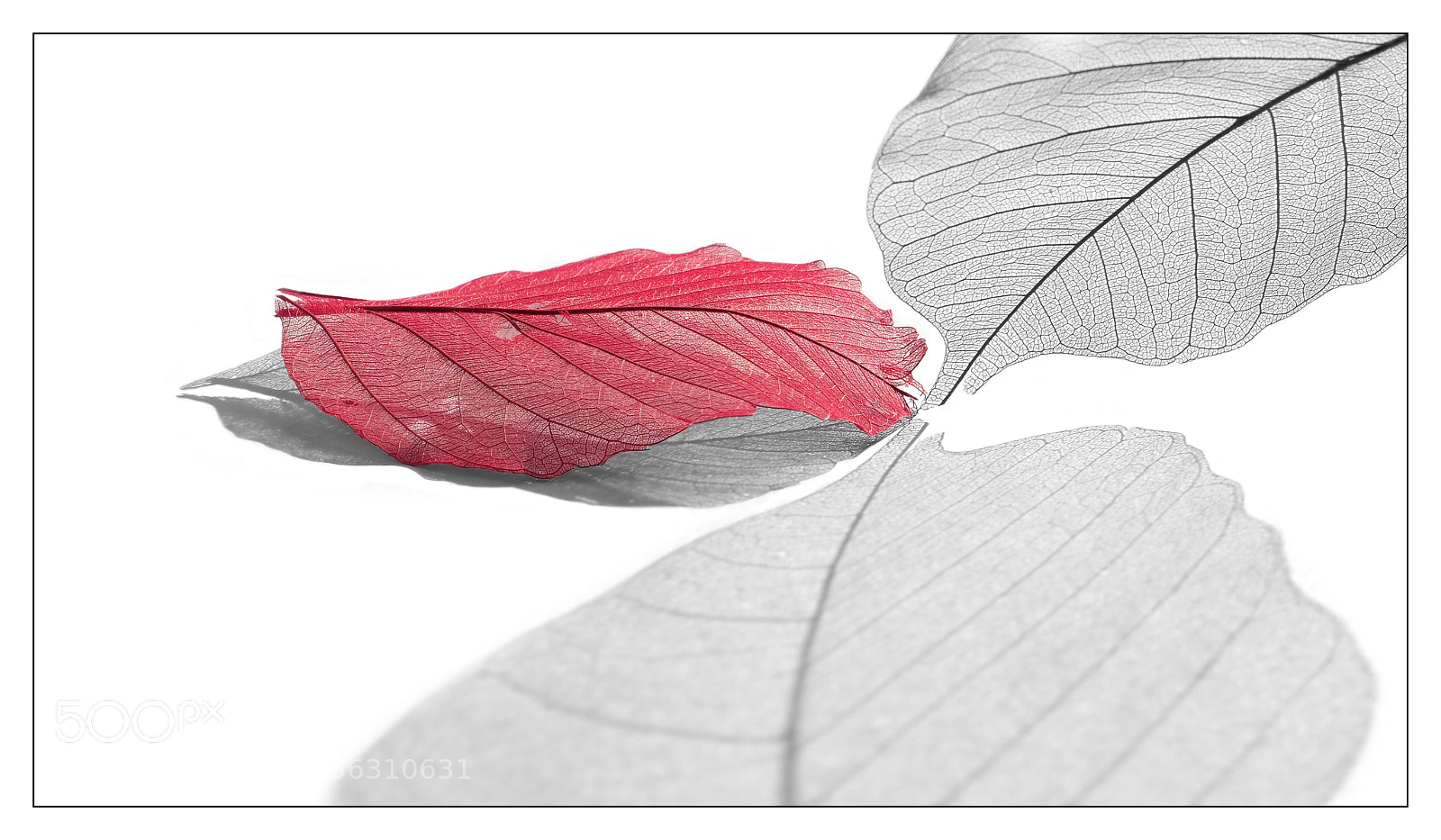 Fujifilm X-T2 sample photo. The red one photography