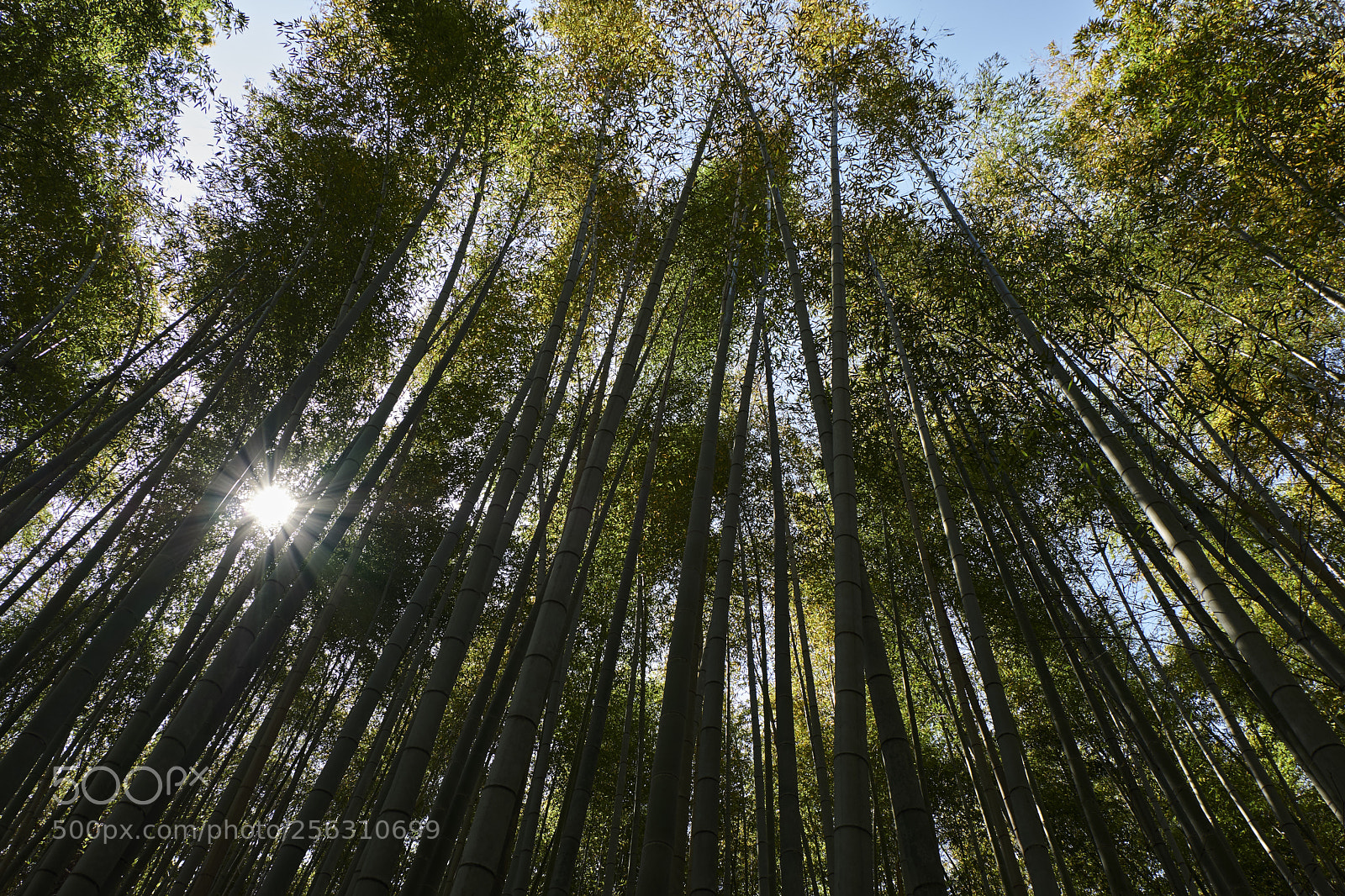 Fujifilm X-T20 sample photo. Sun in the forset photography
