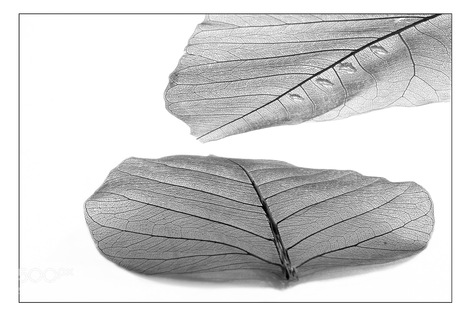Fujifilm X-T2 sample photo. The metallic leaf photography