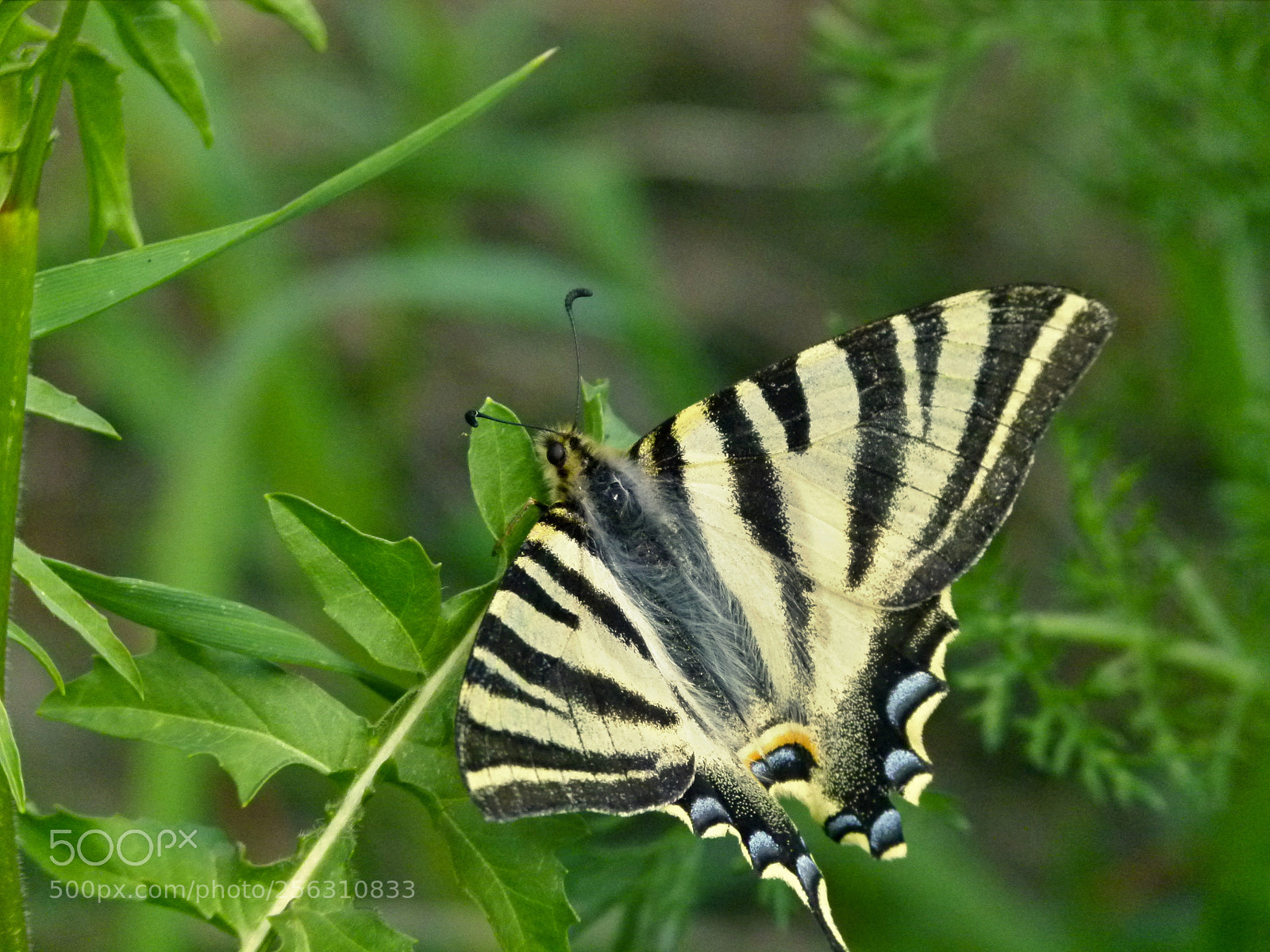 Panasonic Lumix DMC-FZ100 sample photo. The surprise during walk photography