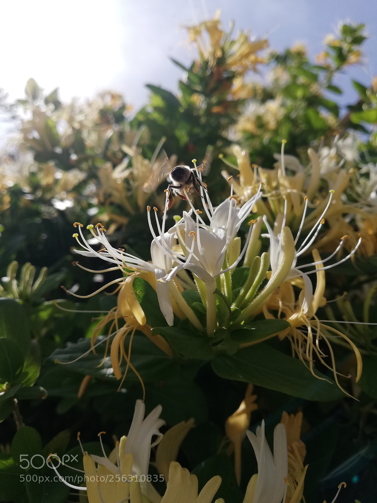HUAWEI P20 lite sample photo. Spring photography