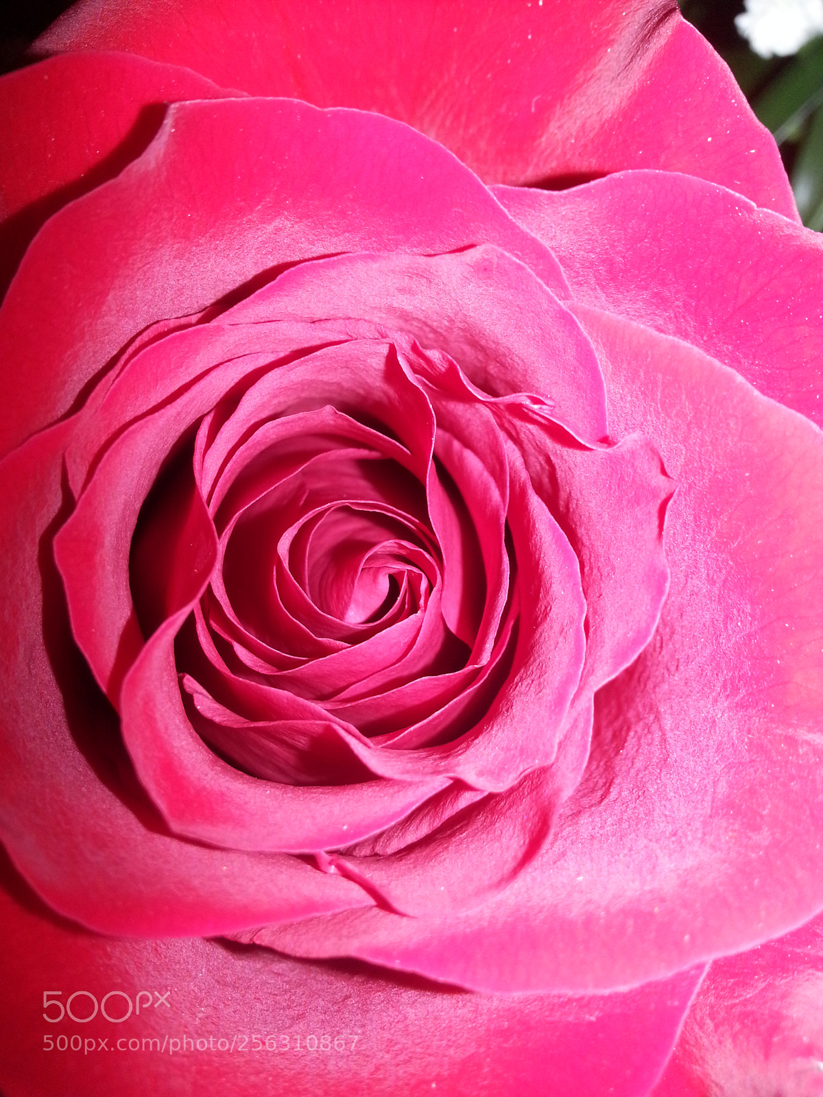Samsung Galaxy S3 sample photo. Rose photography