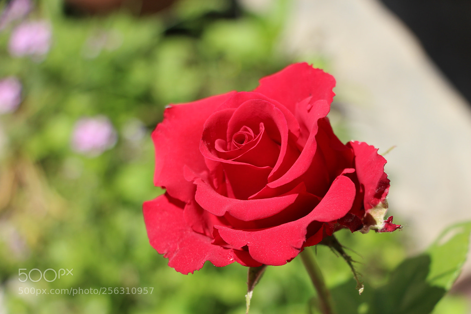 Canon EOS 700D (EOS Rebel T5i / EOS Kiss X7i) sample photo. Untitled photography