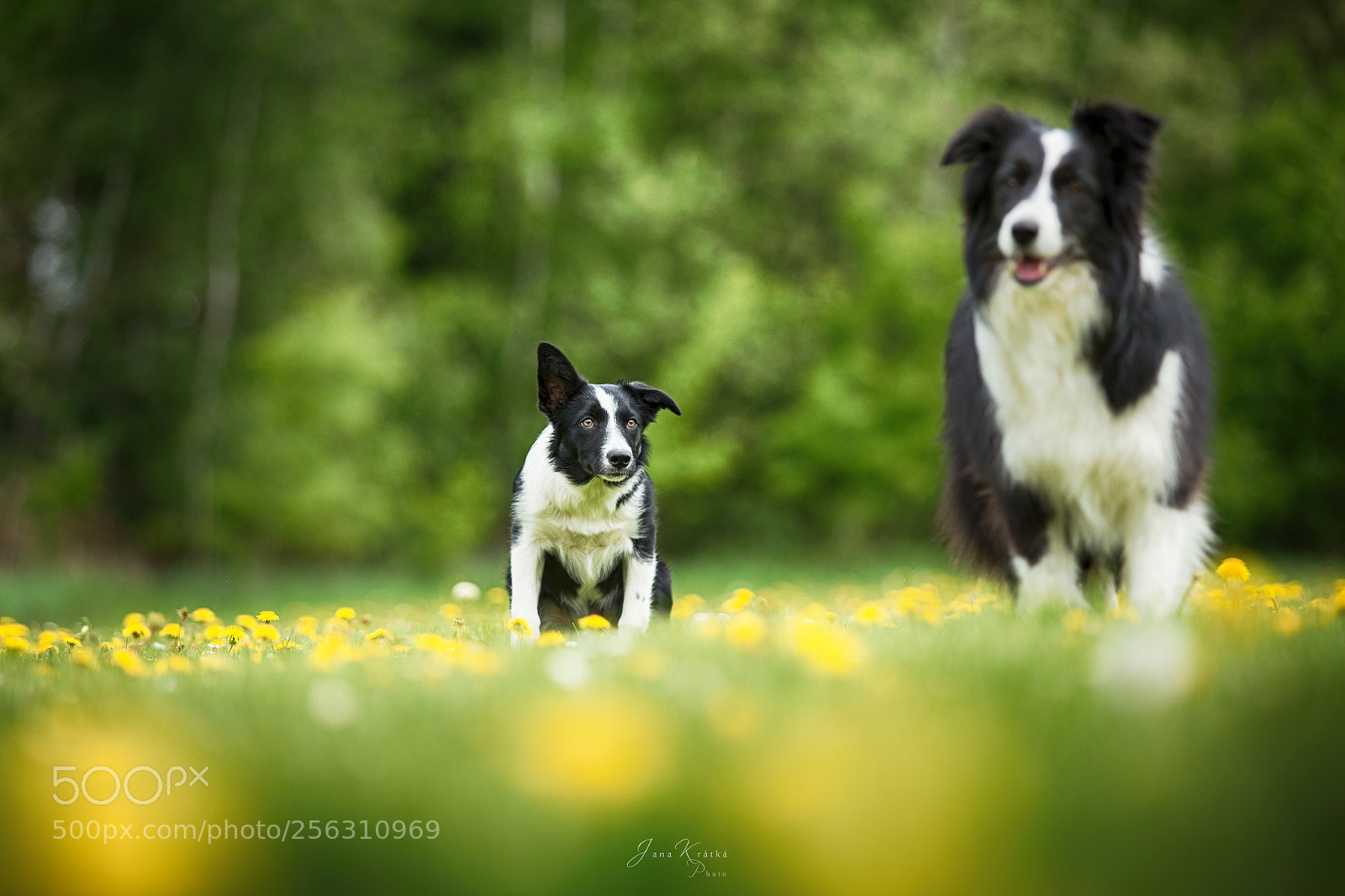Canon EOS 6D sample photo. Border collies photography