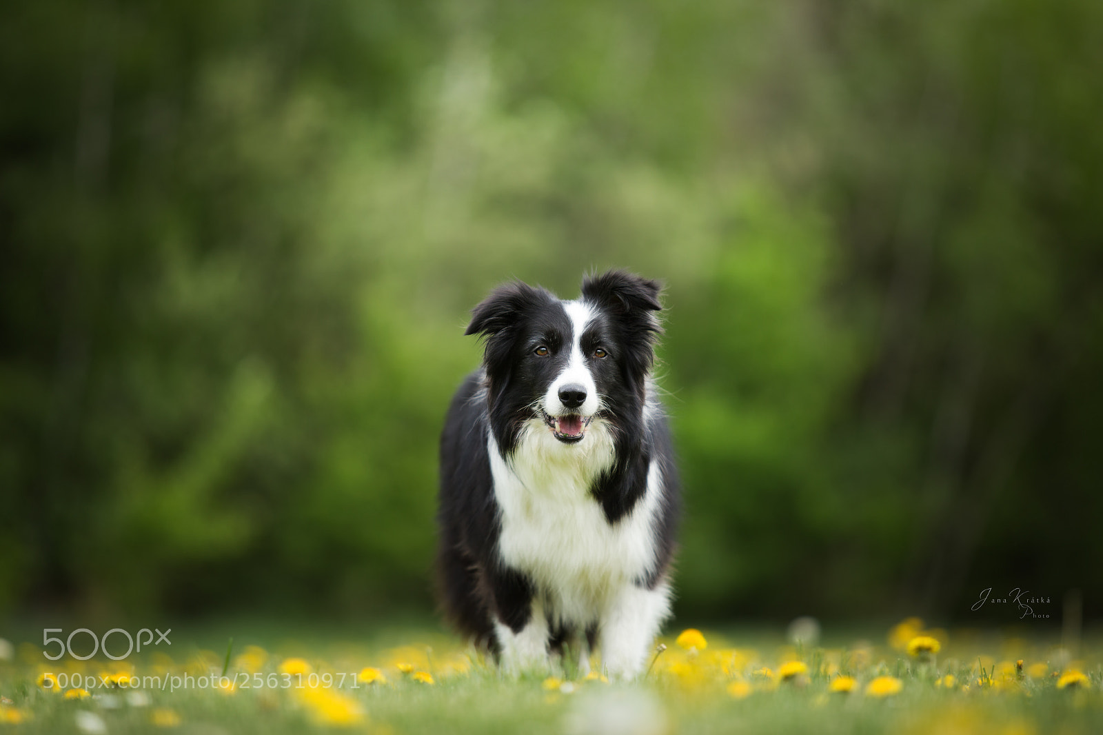 Canon EOS 6D sample photo. Border collies photography