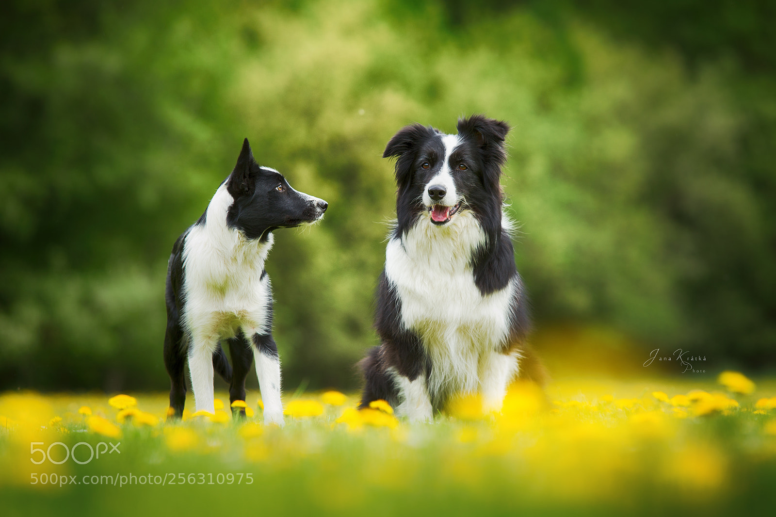 Canon EOS 6D sample photo. Border collies photography