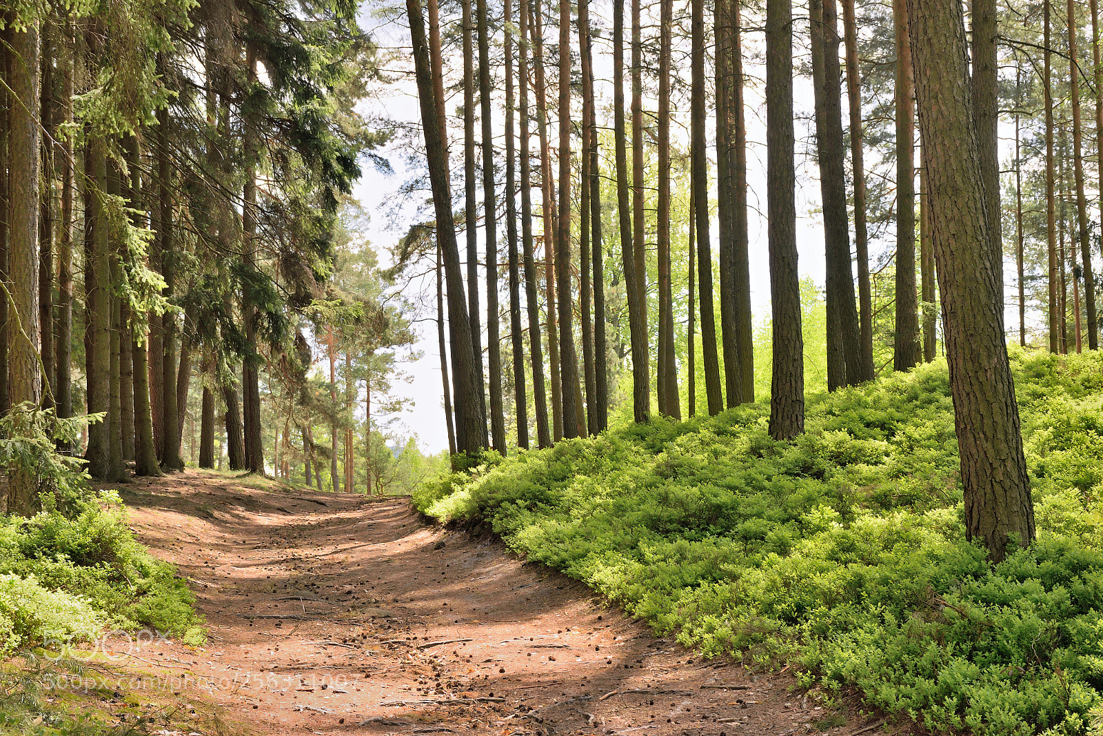 Nikon D5300 sample photo. Path in spring pine photography