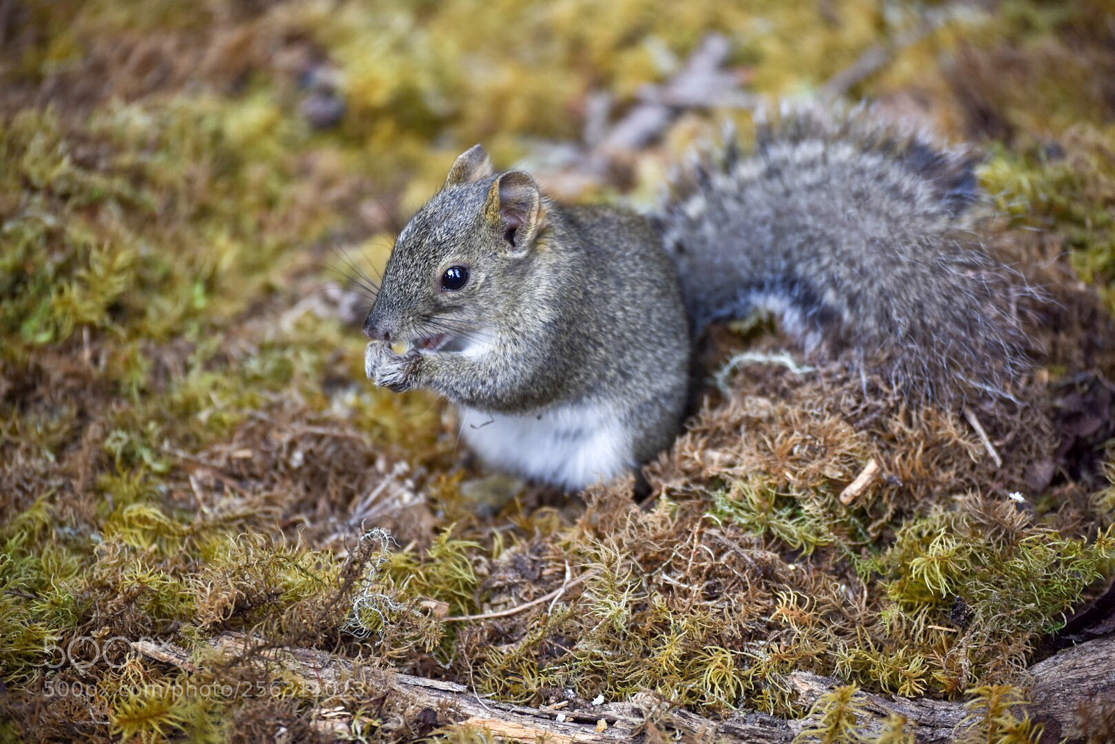 Nikon D750 sample photo. Little guy photography