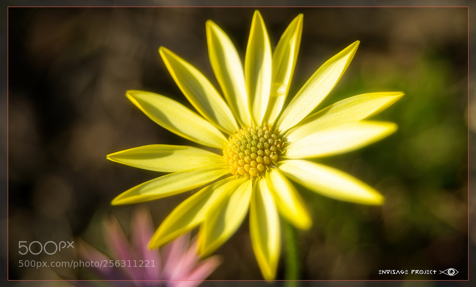 Sony a7R sample photo. Summer lemon yellow photography