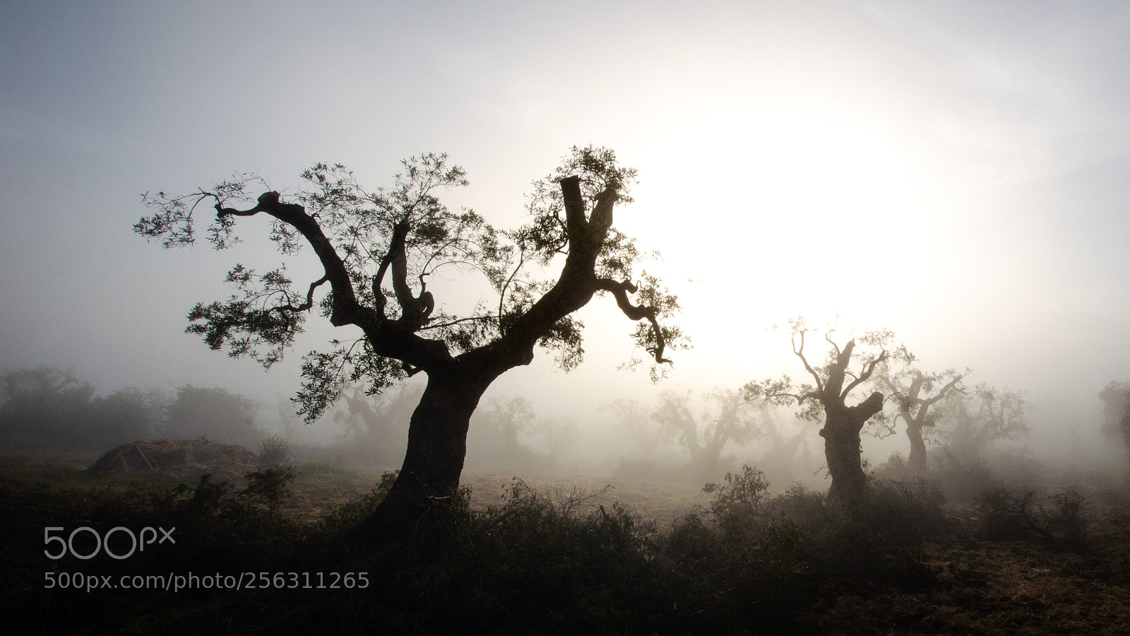 Nikon D5100 sample photo. Nella nebbia photography