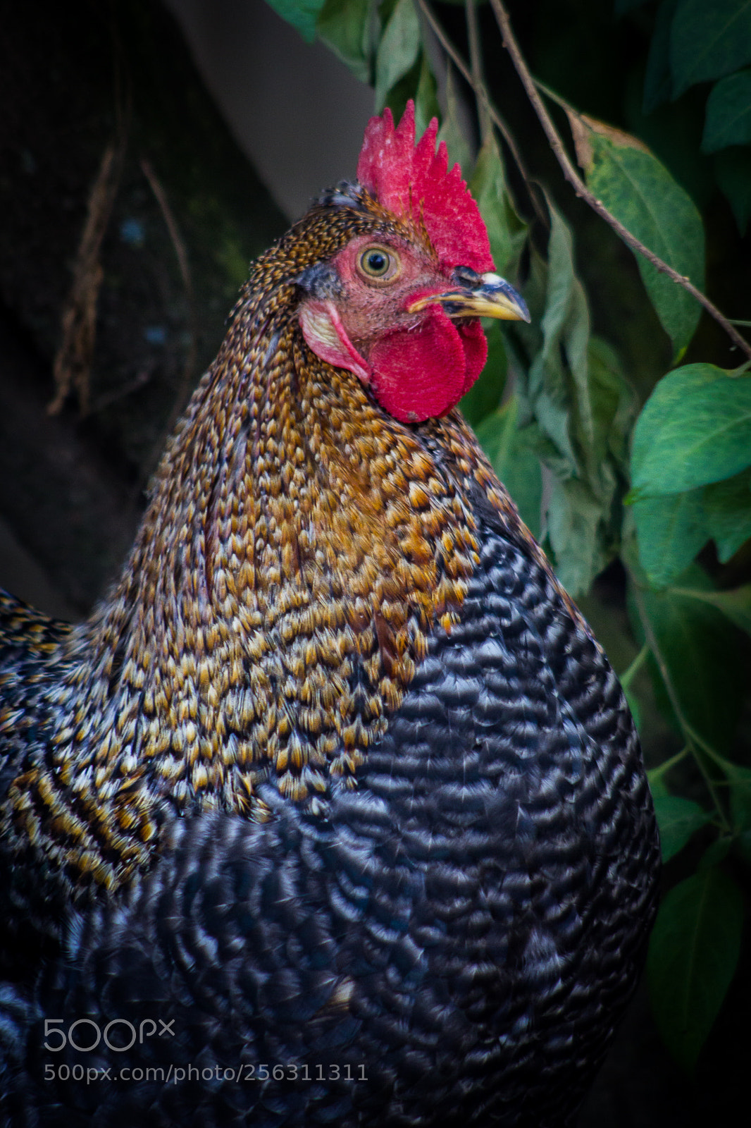 Canon EOS 60D sample photo. Rooster photography
