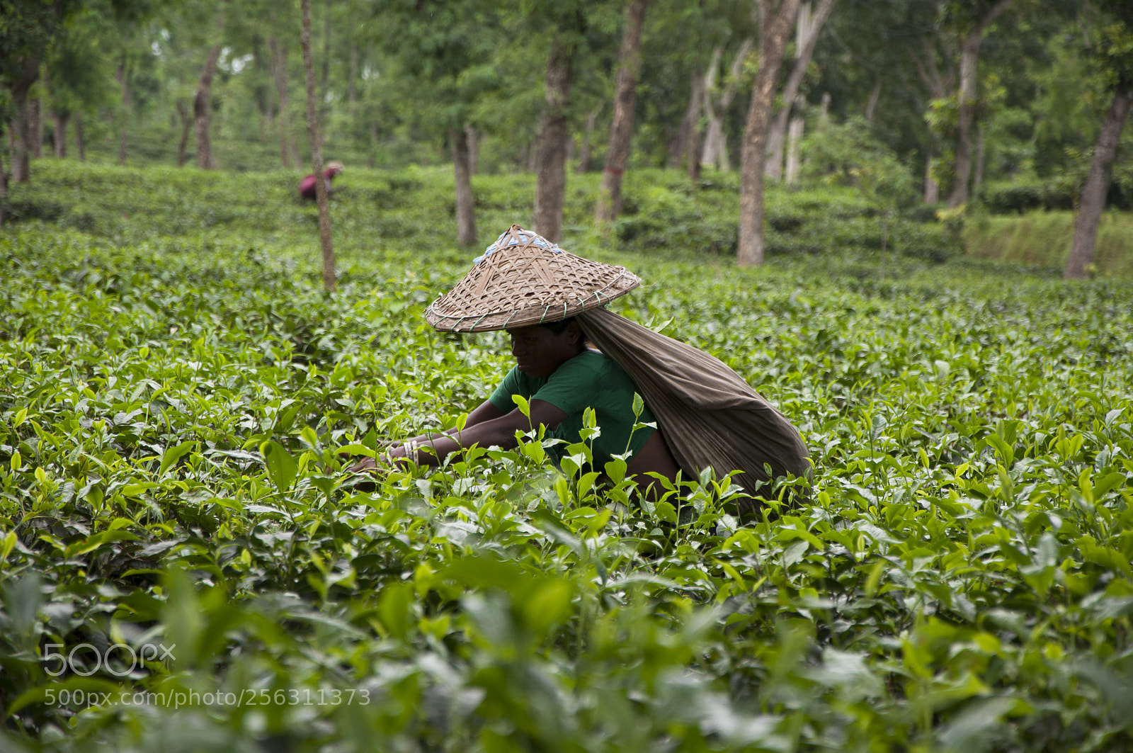 Nikon D90 sample photo. Tea garden in bangladesh photography