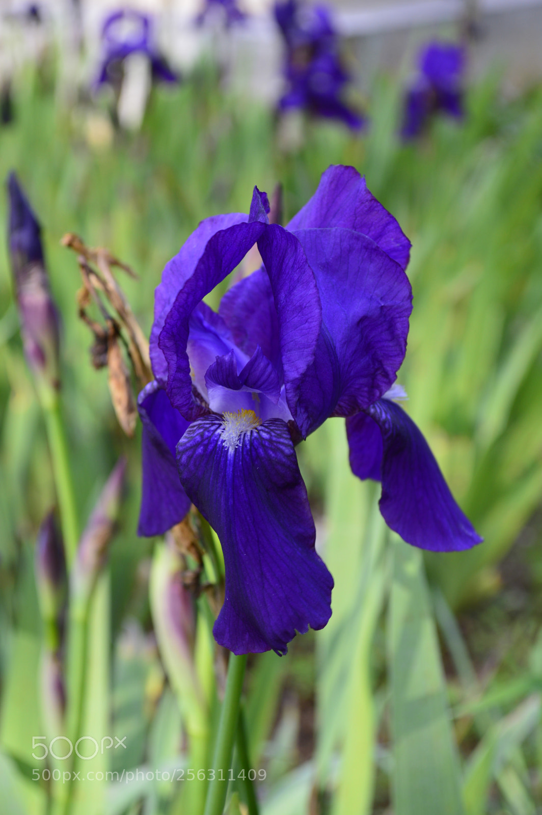 Nikon D3200 sample photo. Nature photography