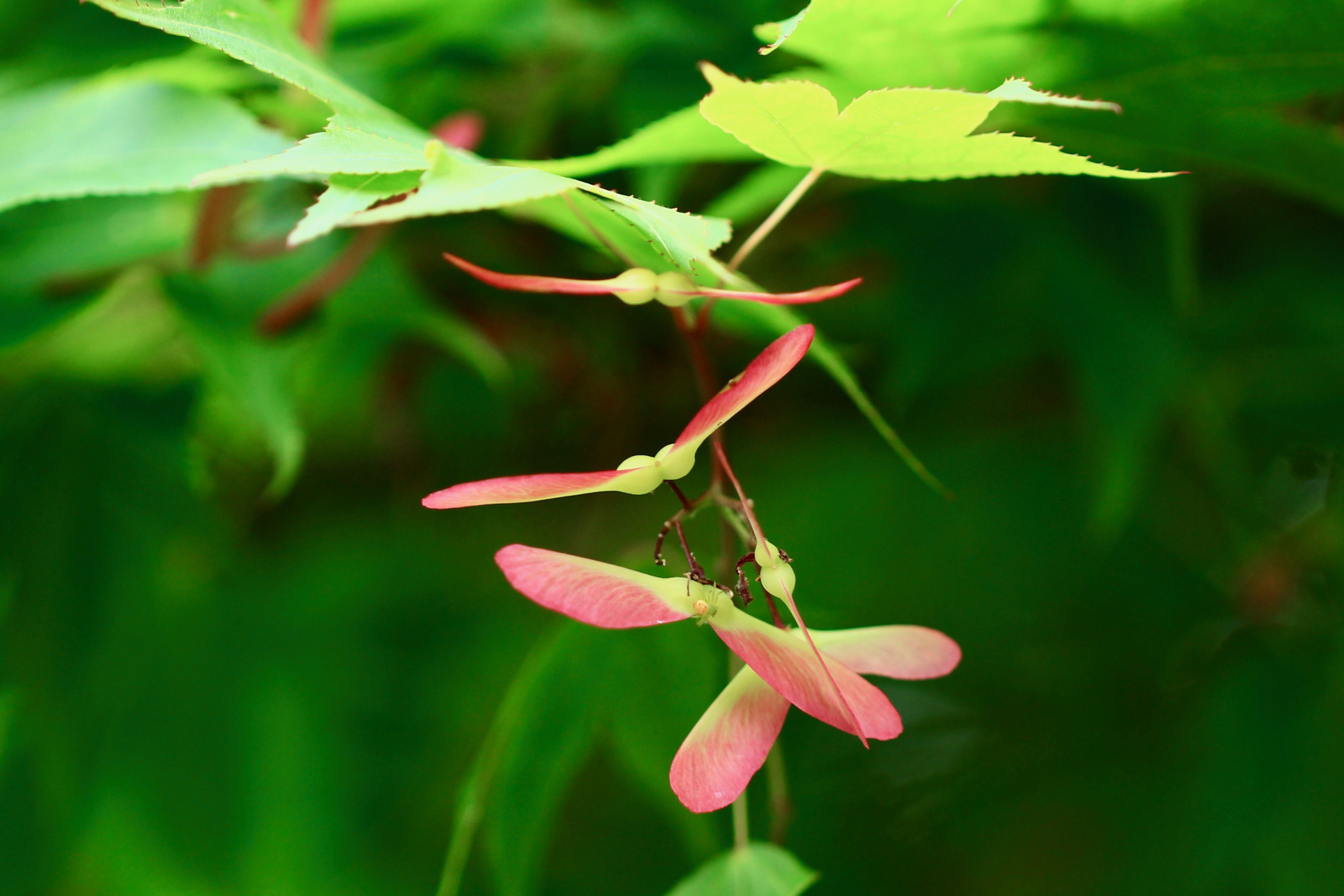 Canon EOS 700D (EOS Rebel T5i / EOS Kiss X7i) sample photo. A formation flight... photography