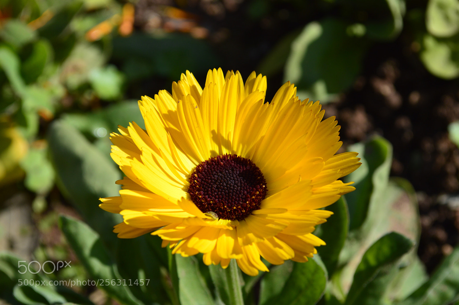 Nikon D3200 sample photo. Nature photography