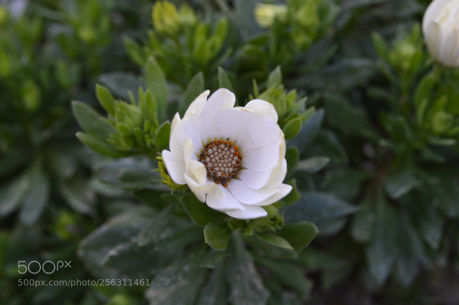 Nikon D3200 sample photo. Nature photography