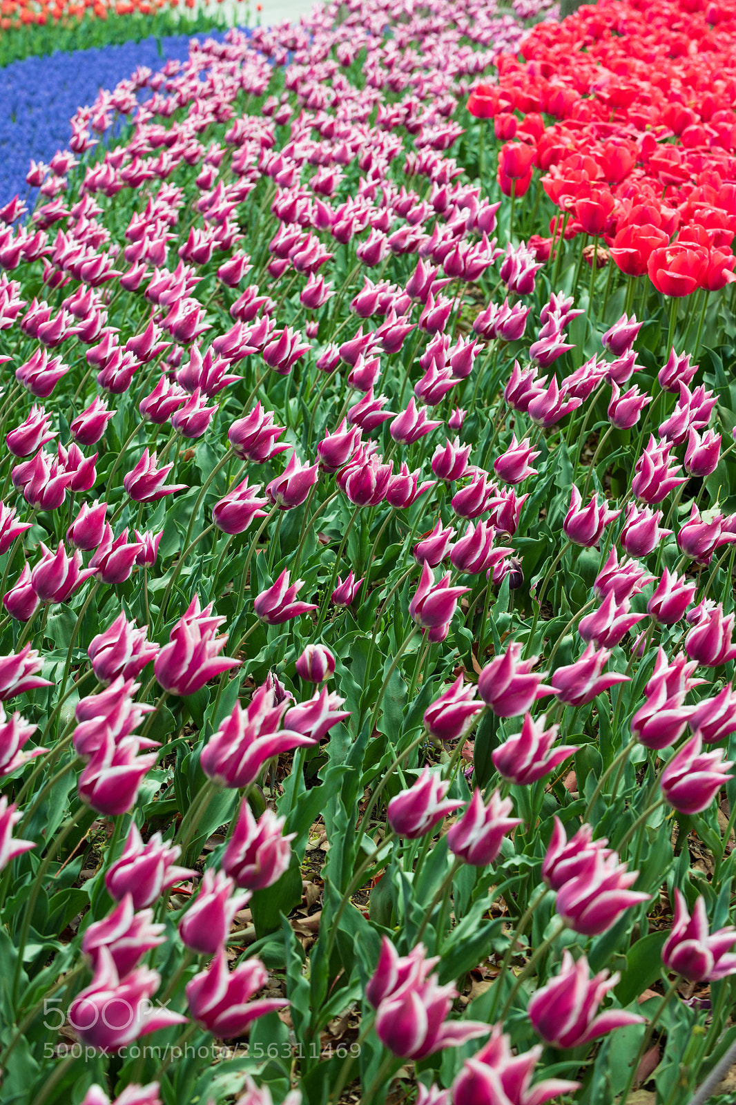 Nikon D850 sample photo. Right side photography