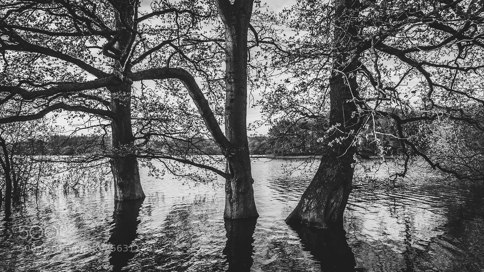 Panasonic Lumix DMC-GX8 sample photo. Bewl water photography