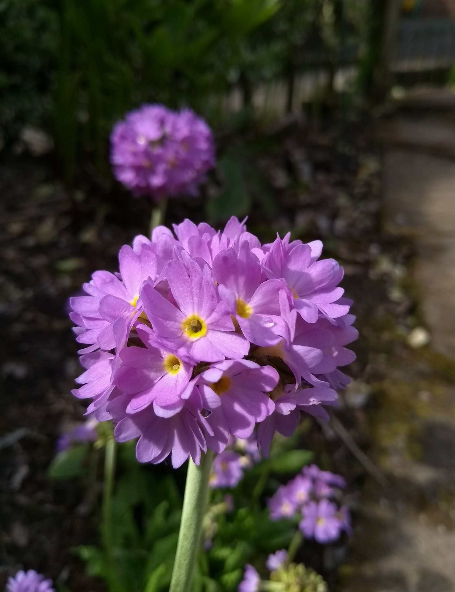Motorola Moto G (5S) sample photo. Drum head primula photography