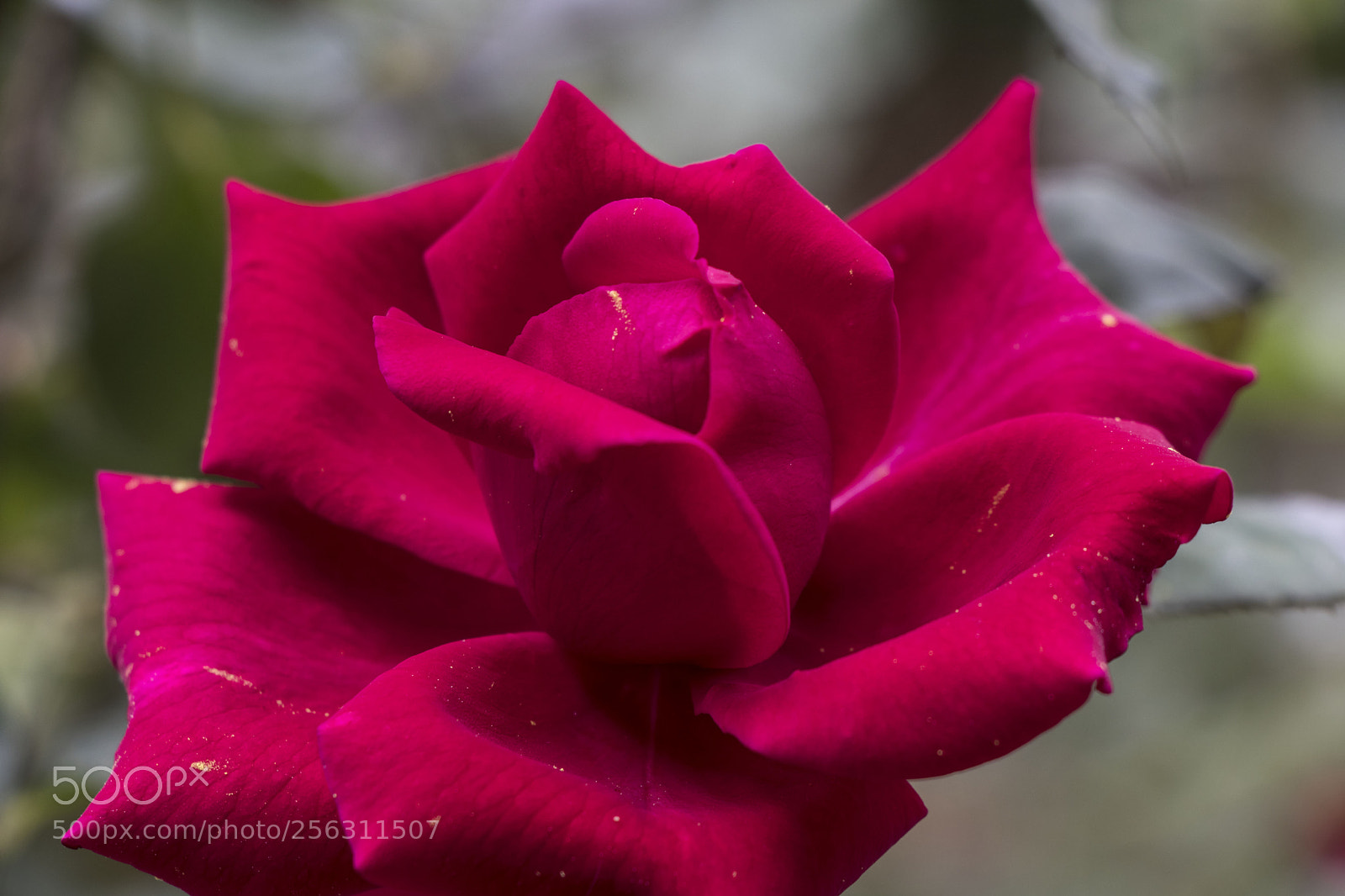 Canon EOS 77D (EOS 9000D / EOS 770D) sample photo. Red rose photography