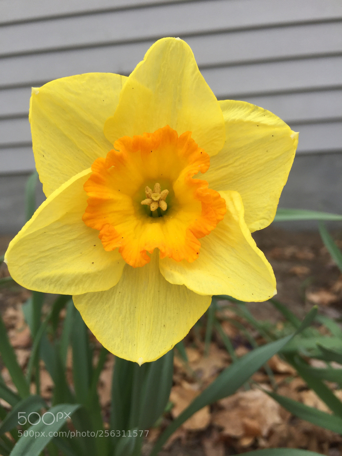 Apple iPhone 6 sample photo. Untitled photography