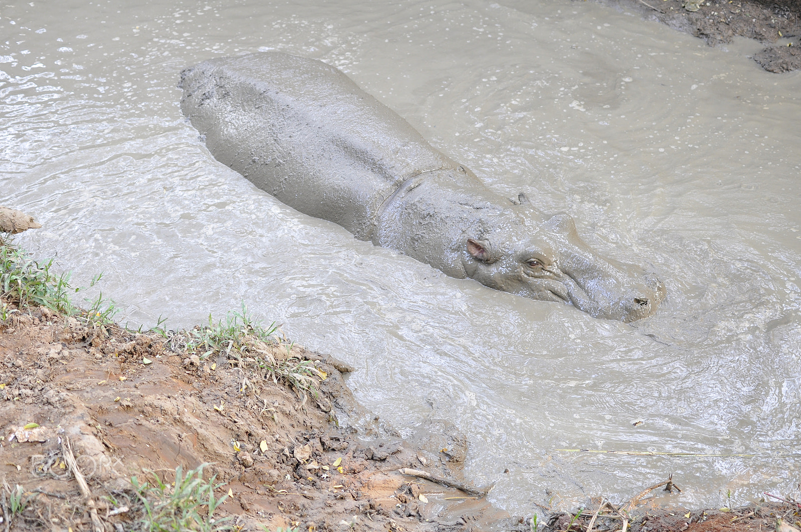 Nikon D90 + Nikon AF-S DX Nikkor 35mm F1.8G sample photo. Rhino in bangladesh photography
