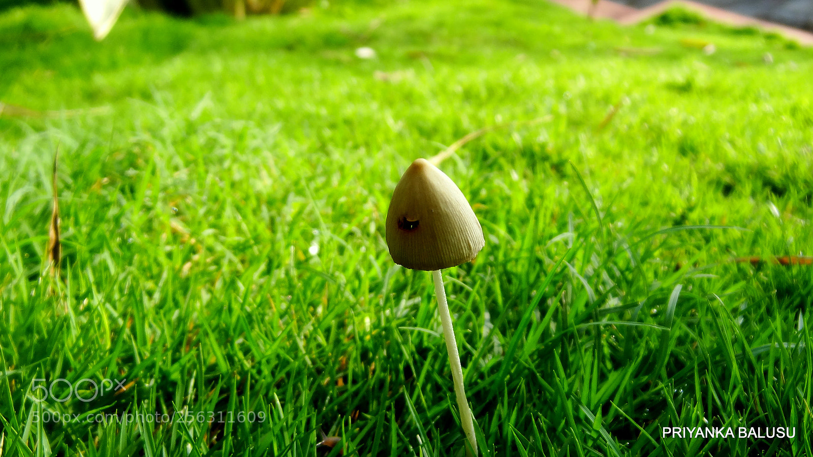 Sony Cyber-shot DSC-HX9V sample photo. A lone mushroom! photography