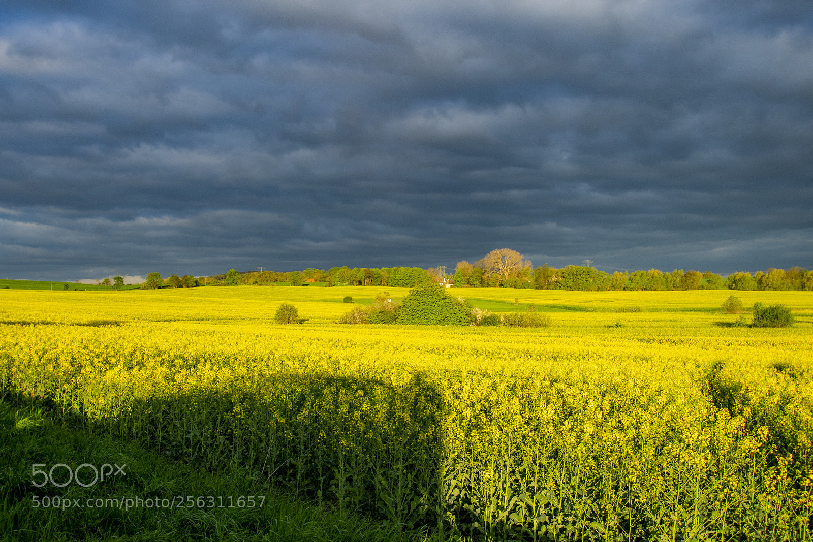 Sony a99 II sample photo. Dsc photography
