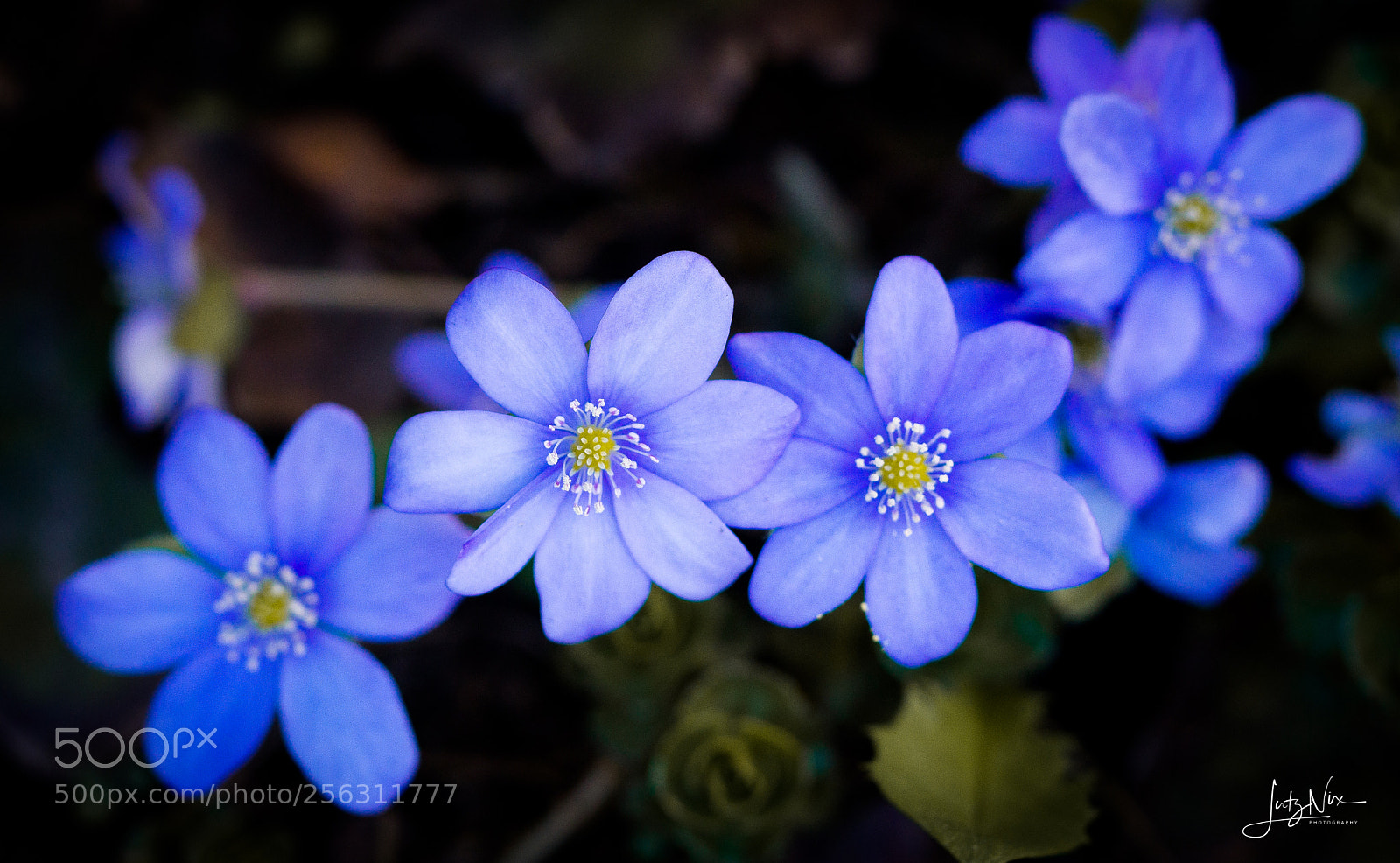 Sony SLT-A65 (SLT-A65V) sample photo. Spring flowers photography