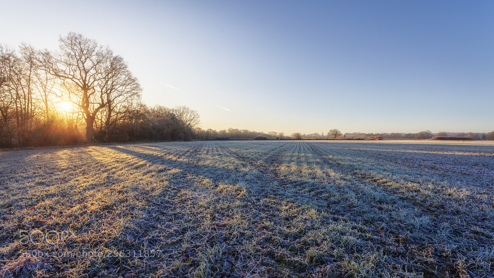 Canon EOS 5D Mark II sample photo. Winter wheat photography