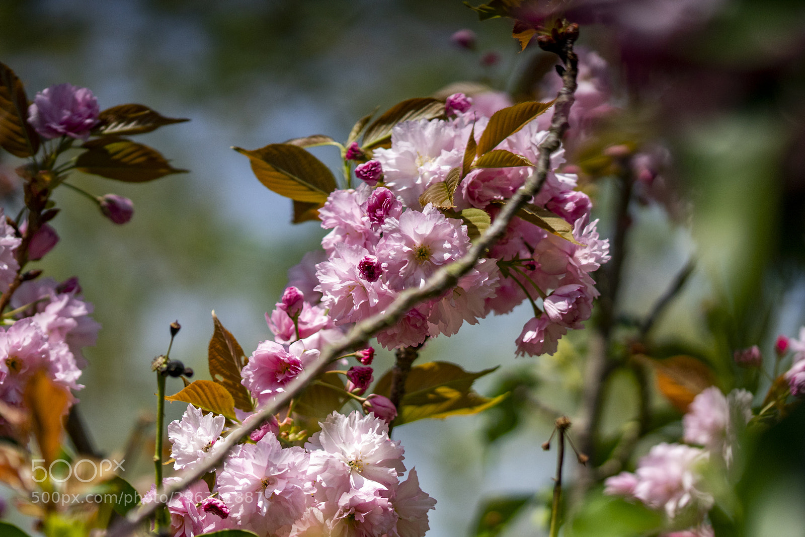 Sony a99 II sample photo. Dsc photography