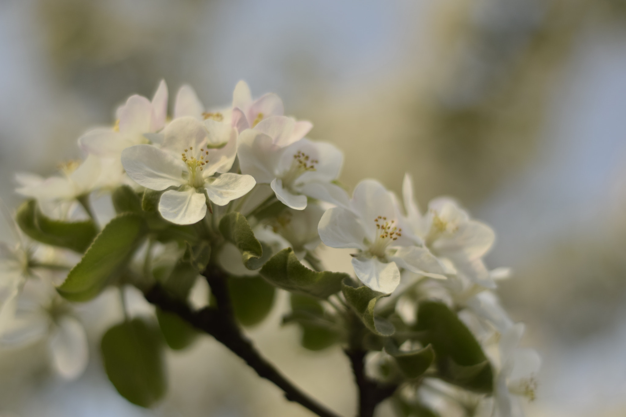 Nikon AF Nikkor 50mm F1.8D sample photo. White bed photography