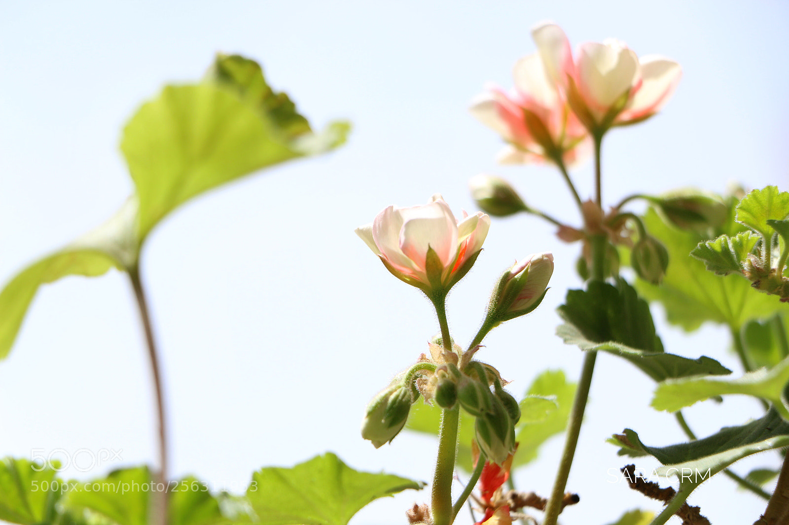 Canon EOS 70D sample photo. The spirit of life photography
