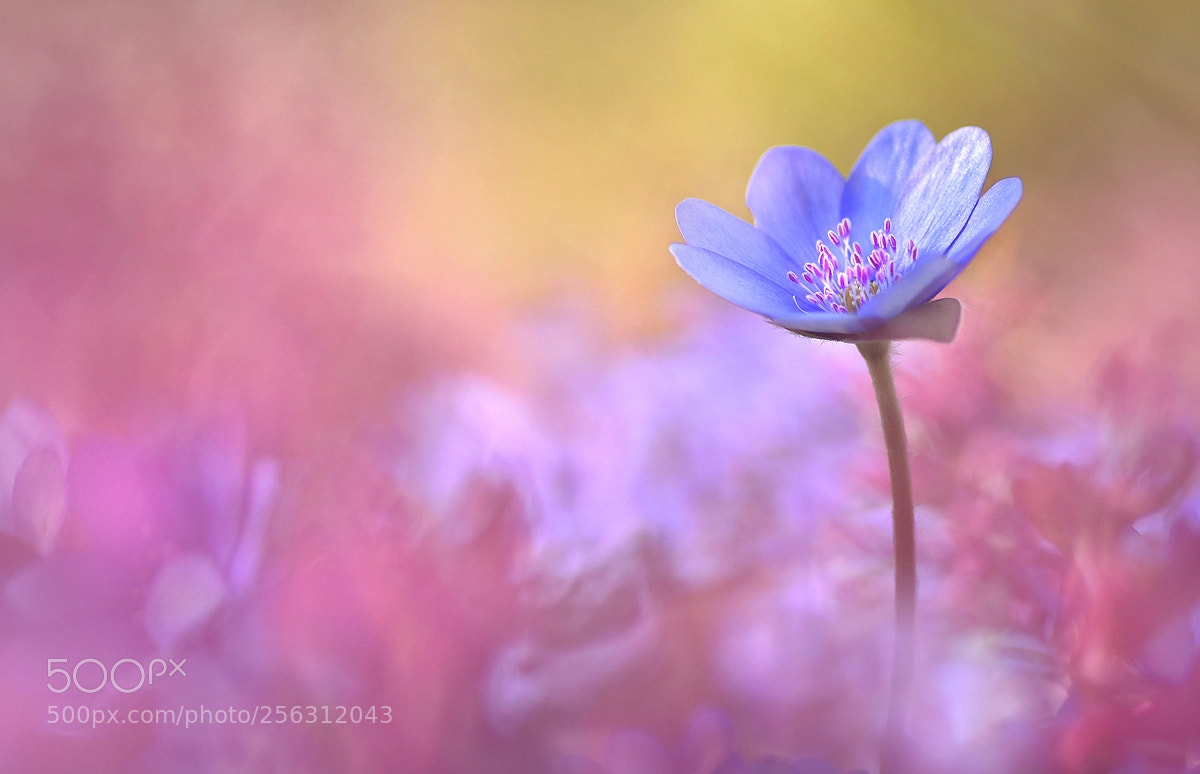 Nikon D7200 sample photo. Spring colours photography