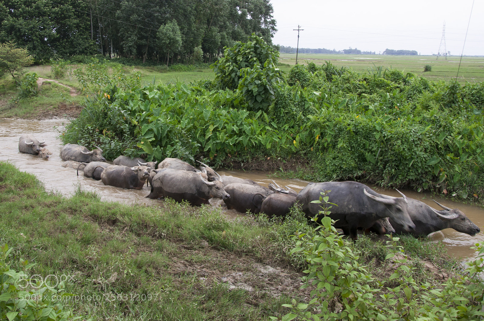 Nikon D90 sample photo. Beautiful bangladesh photography