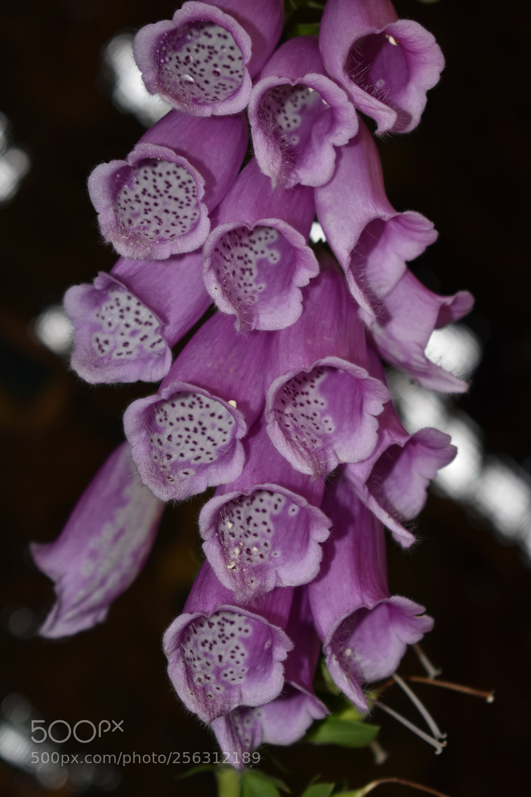 Nikon D3400 sample photo. Untitled photography