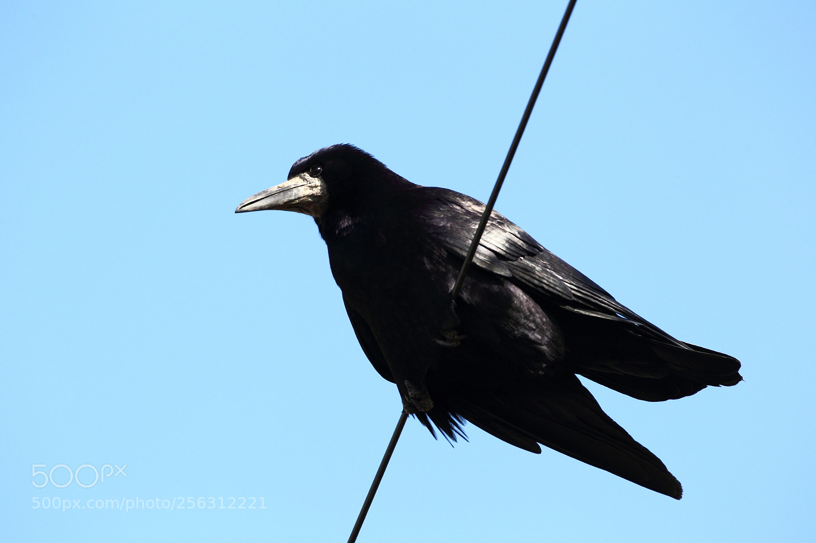 Canon EOS-1D Mark IV sample photo. 1.jpg photography