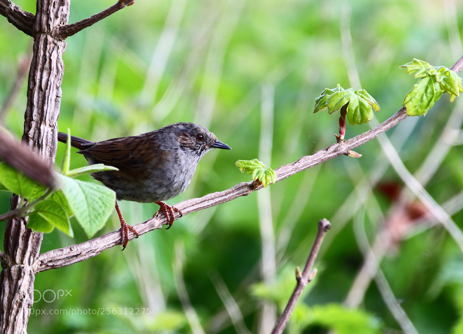 Canon EOS-1D Mark IV sample photo. 3.jpg photography