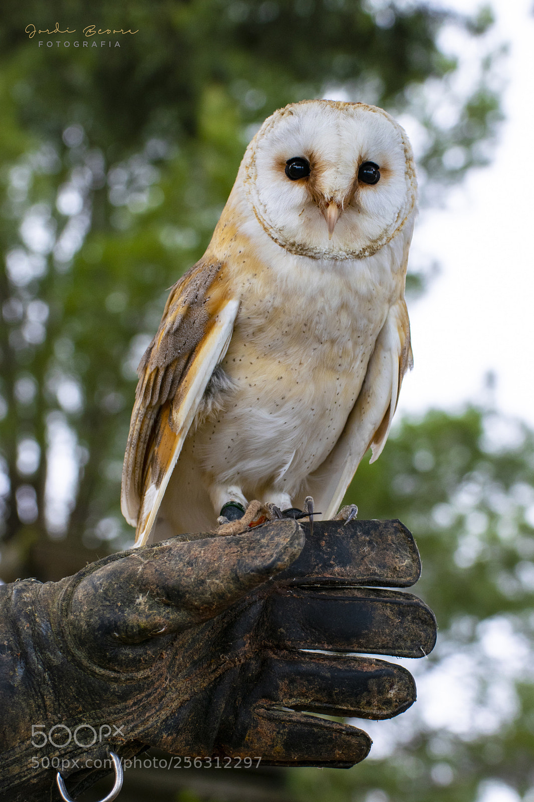 Nikon D5300 sample photo. Barn owl photography