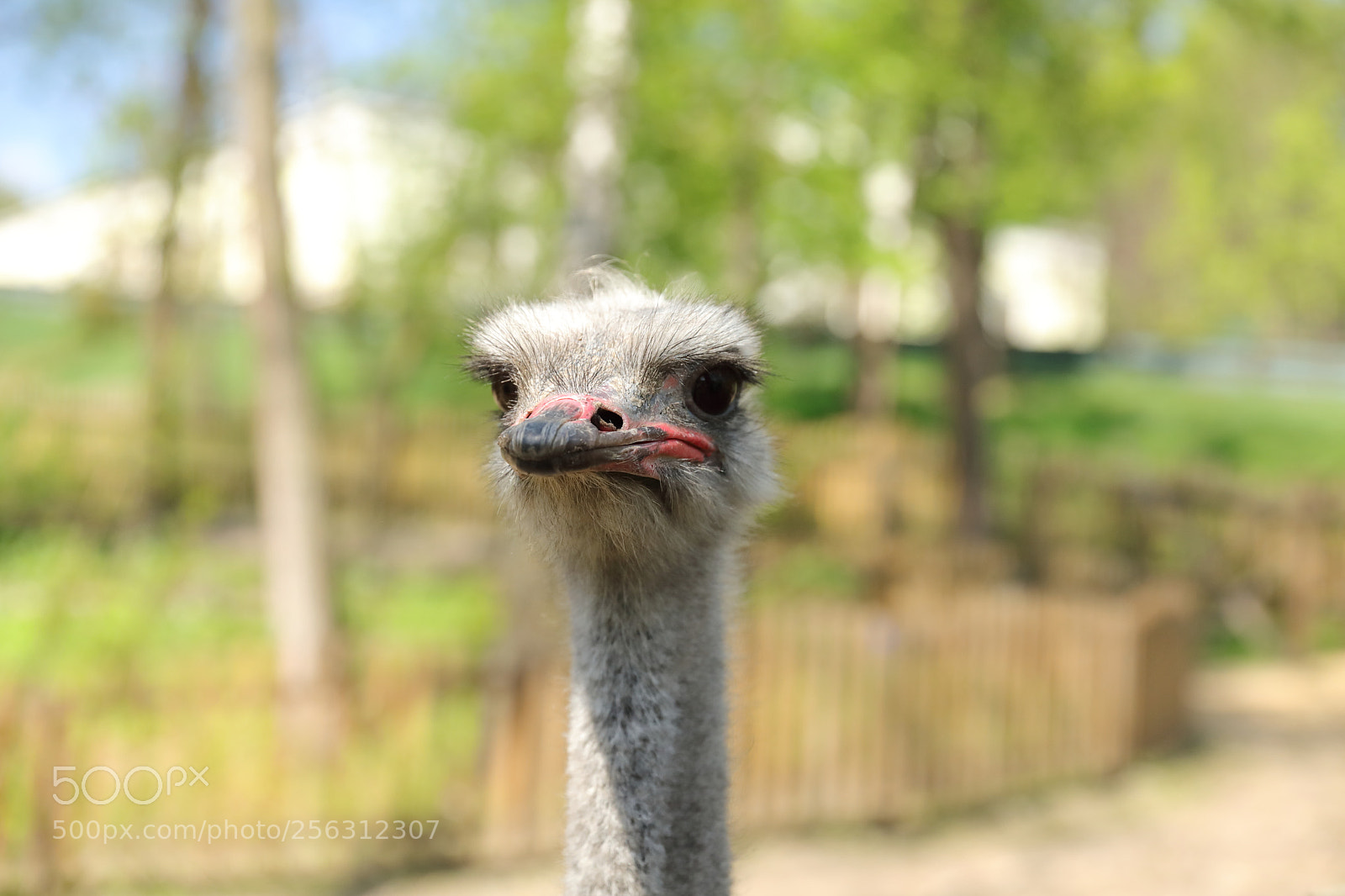 Canon EF 24-70mm F2.8L II USM sample photo. Ostrich photography