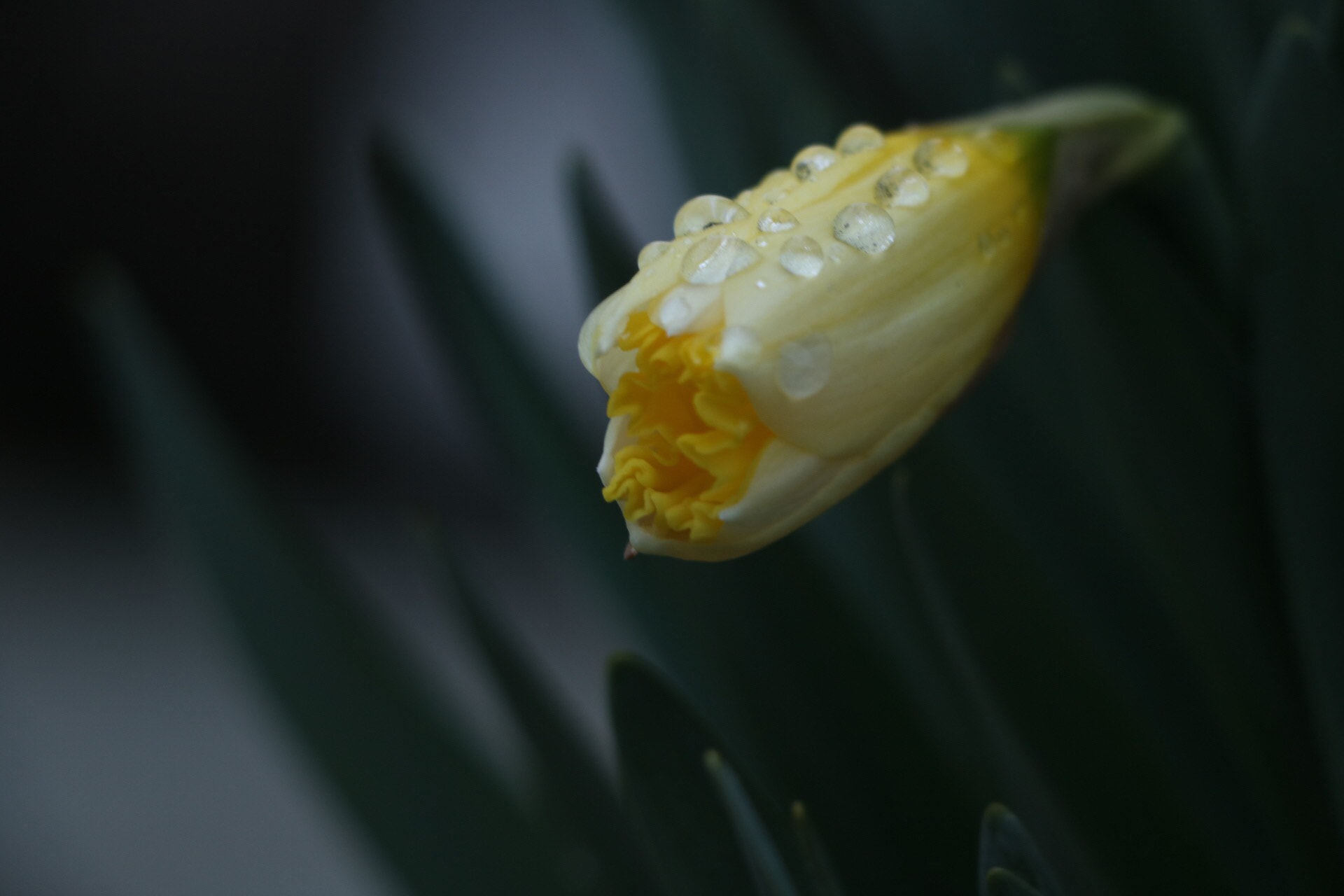 Canon EOS 760D (EOS Rebel T6s / EOS 8000D) sample photo. Drops on flower photography