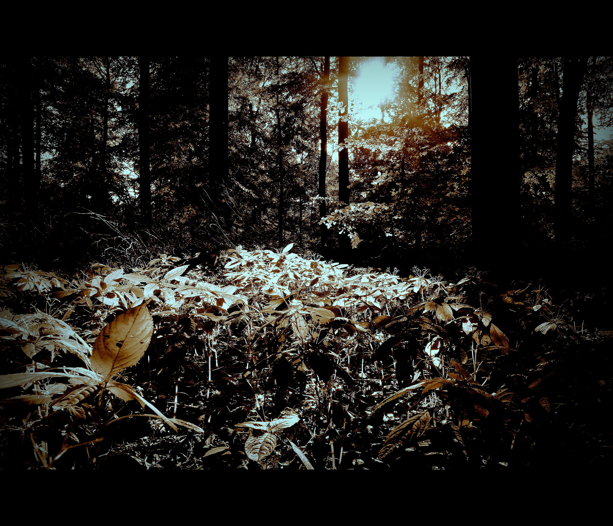 Samsung NX mini sample photo. Forest vegetation photography