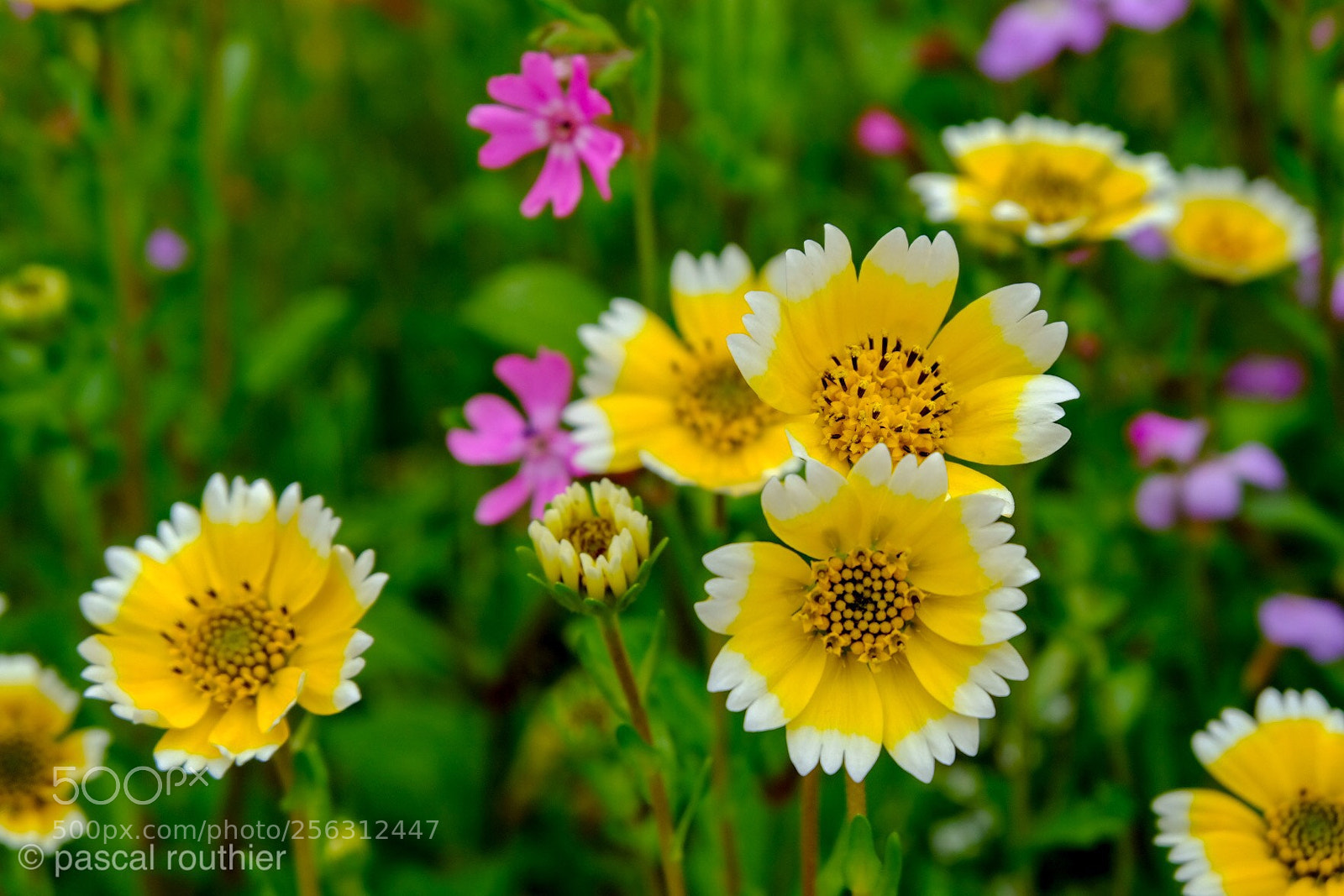 Fujifilm X-T20 sample photo. A flower ???? photography
