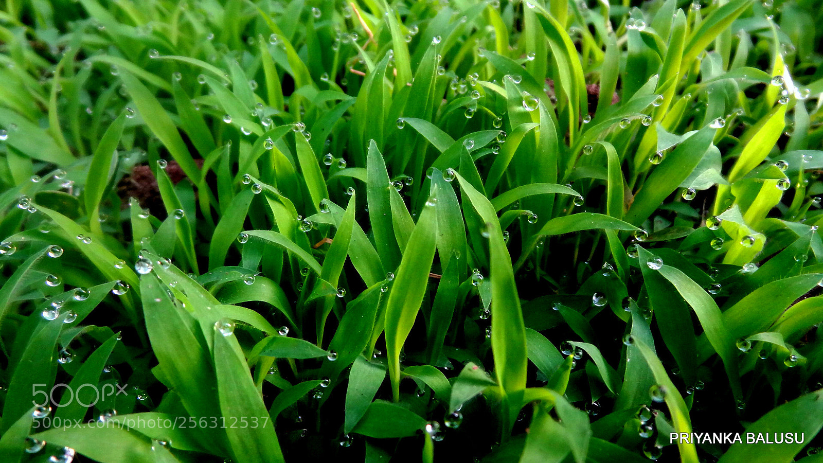 Sony Cyber-shot DSC-HX9V sample photo. Early morning dew drops! photography