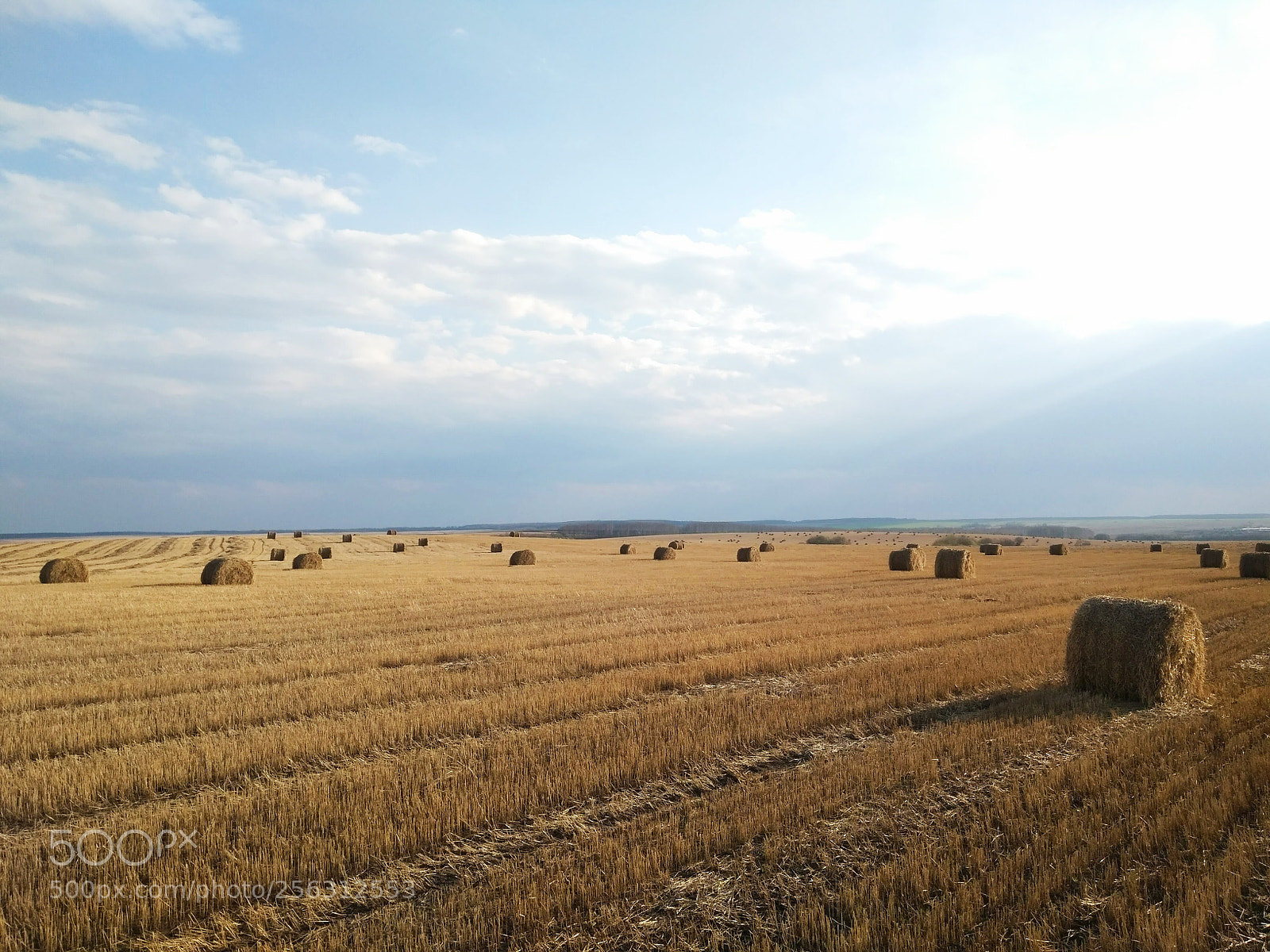 Xiaomi Redmi 4 Pro sample photo. Золотые поля Золотого кольца photography