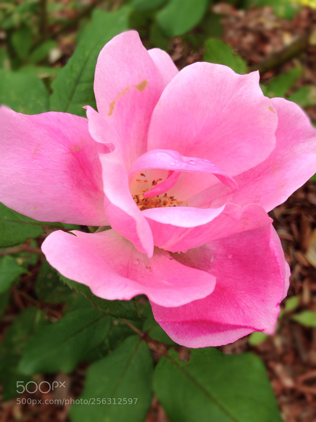 Apple iPhone 5c sample photo. C86764bf-299d-4de0-b025-b83d5ad15bb6.jpg photography